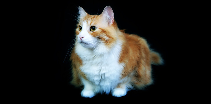 Pets are Part of the Family