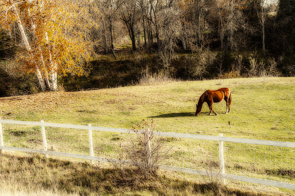 Horse in Field 2 painted 2.jpg copy.jpg web