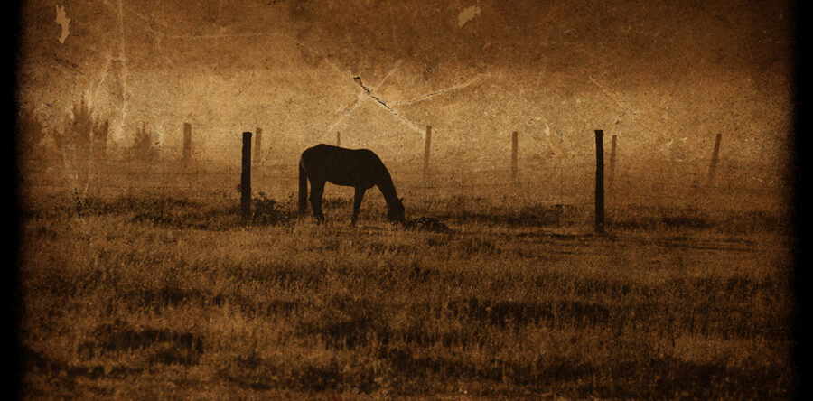 My Favourite Horse Photos