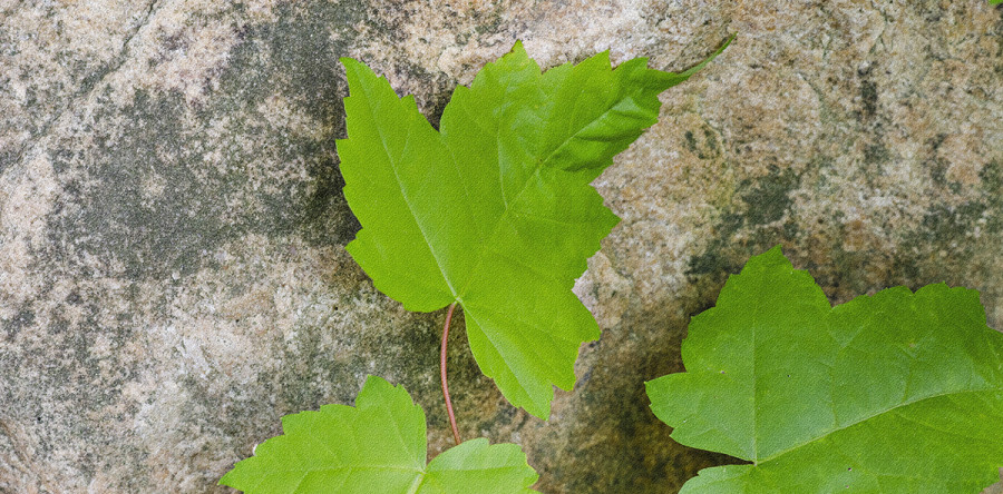 Nature Walk At Fielding Park